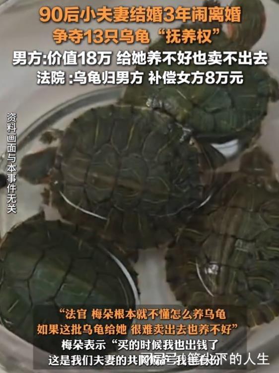 90后夫妻离婚打官司争13只乌龟归属，这婚离得，龟都看不下去了